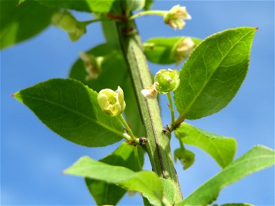 Flügel-Spindelstrauch (Euonymus alatus) in Hockenheim