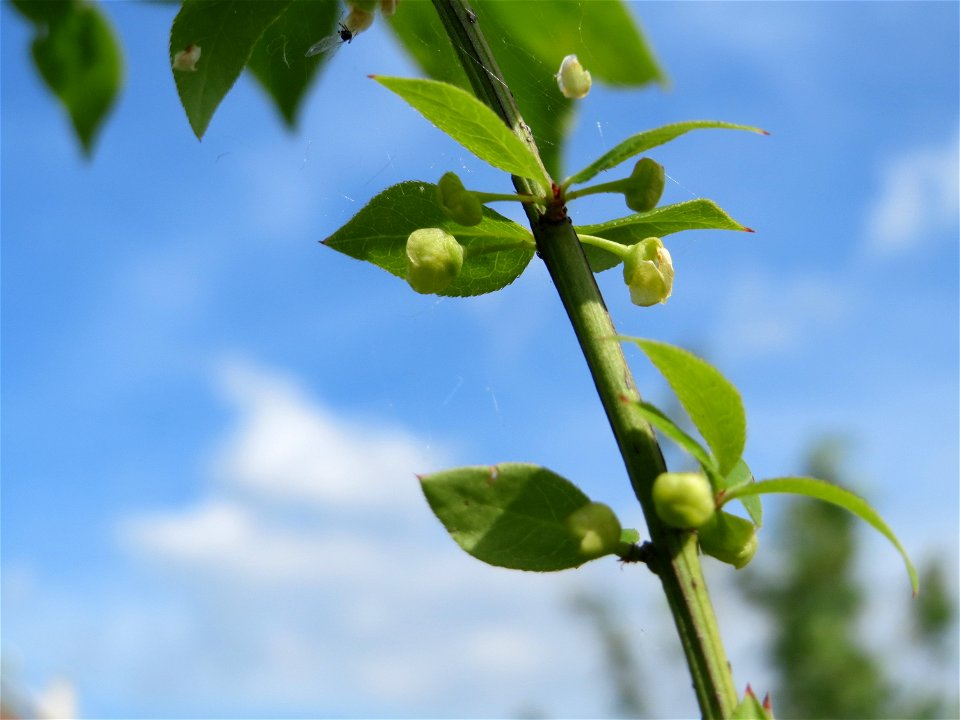 Flügel-Spindelstrauch (Euonymus alatus) in Hockenheim
