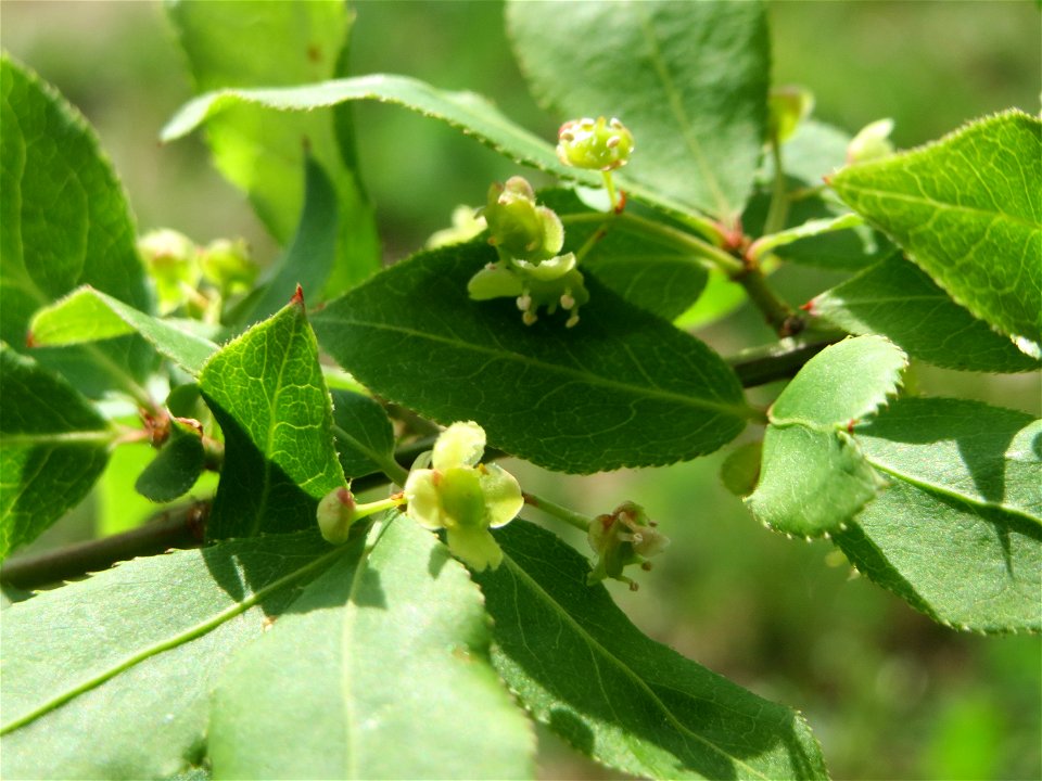 Flügel-Spindelstrauch (Euonymus alatus) in Hockenheim