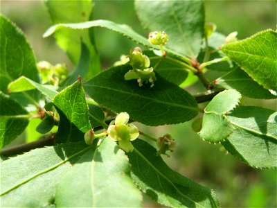 Flügel-Spindelstrauch (Euonymus alatus) in Hockenheim