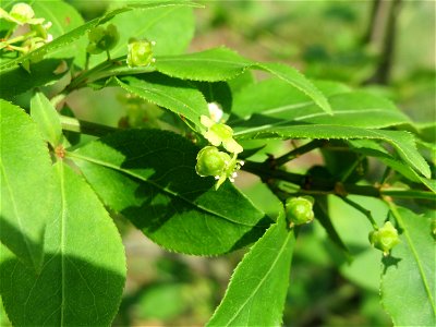 Flügel-Spindelstrauch (Euonymus alatus) in Hockenheim