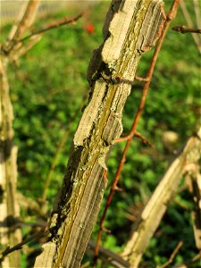 Flügel-Spindelstrauch (Euonymus alatus) in Hockenheim