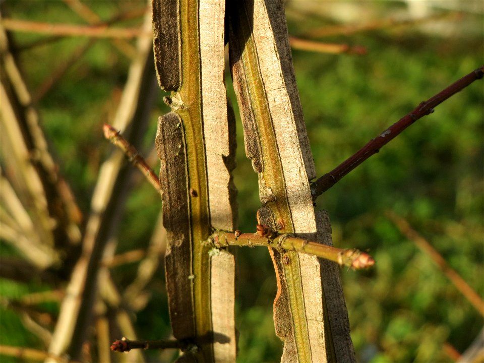Flügel-Spindelstrauch (Euonymus alatus) in Hockenheim