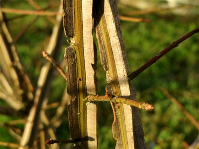 Flügel-Spindelstrauch (Euonymus alatus) in Hockenheim