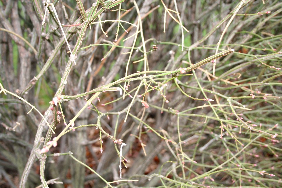 picture of a Winged Spindle
