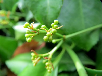 Japanischer Spindelstrauch (Euonymus japonicus) in Hockenheim