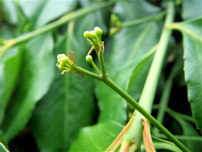 Japanischer Spindelstrauch (Euonymus japonicus) in Hockenheim