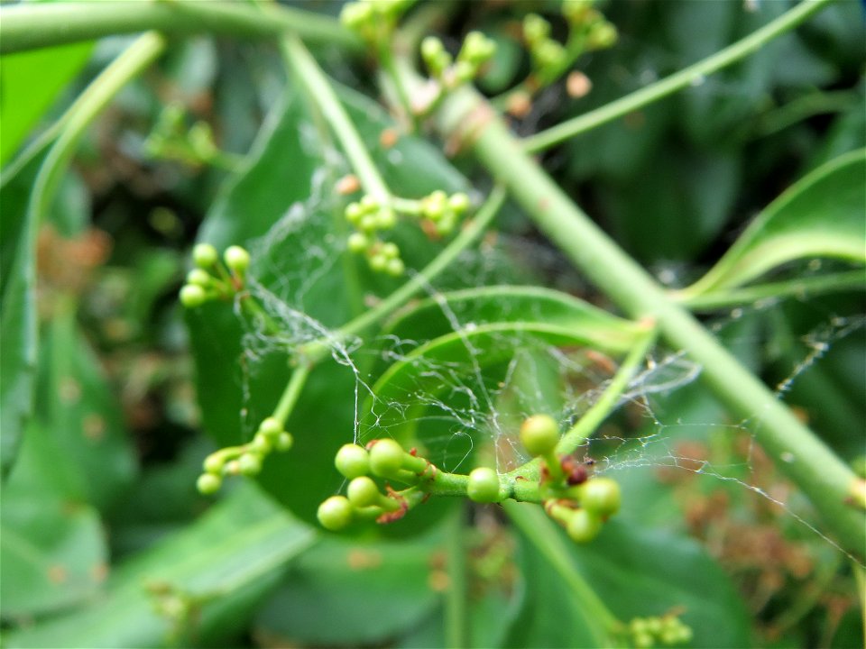 Japanischer Spindelstrauch (Euonymus japonicus) in Hockenheim