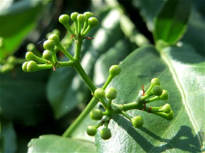 Japanischer Spindelstrauch (Euonymus japonicus) in Hockenheim