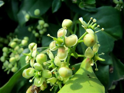 Japanischer Spindelstrauch (Euonymus japonicus) in Hockenheim