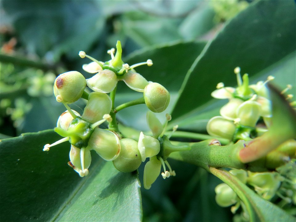 Japanischer Spindelstrauch (Euonymus japonicus) in Hockenheim
