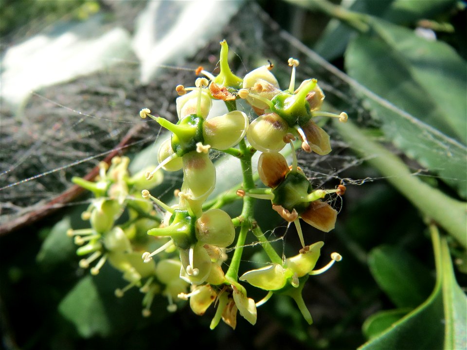 Japanischer Spindelstrauch (Euonymus japonicus) in Hockenheim