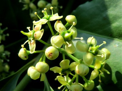 Japanischer Spindelstrauch (Euonymus japonicus) in Hockenheim