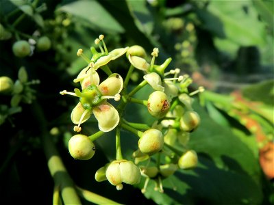Japanischer Spindelstrauch (Euonymus japonicus) in Hockenheim