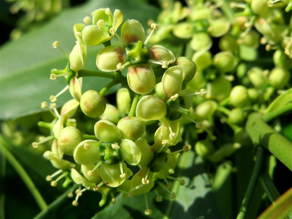 Japanischer Spindelstrauch (Euonymus japonicus) in Hockenheim