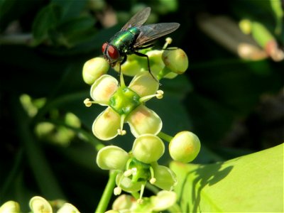 Japanischer Spindelstrauch (Euonymus japonicus) in Hockenheim