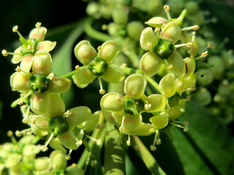 Japanischer Spindelstrauch (Euonymus japonicus) in Hockenheim