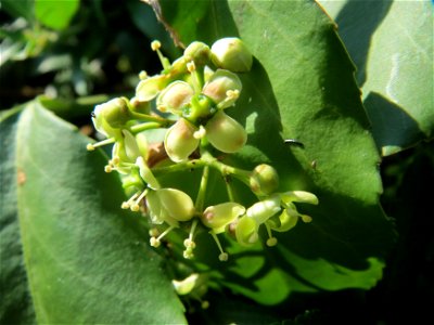 Japanischer Spindelstrauch (Euonymus japonicus) in Hockenheim