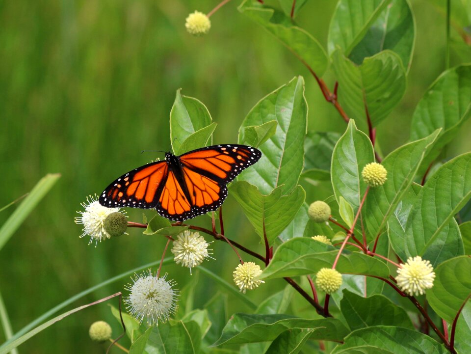 Flower leaf flora
