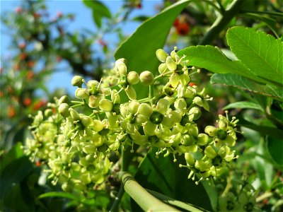 Japanischer Spindelstrauch (Euonymus japonicus) in Hockenheim