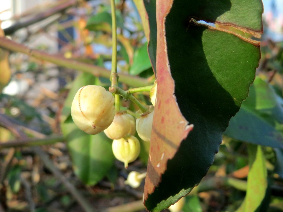 Japanischer Spindelstrauch (Euonymus japonicus) in Hockenheim
