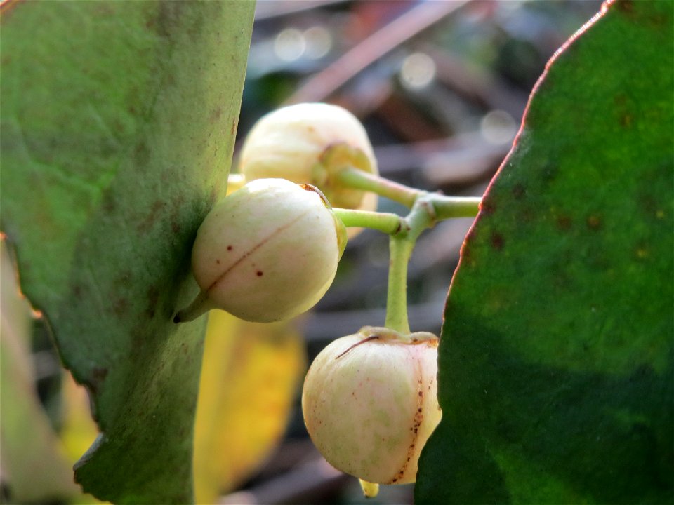 Japanischer Spindelstrauch (Euonymus japonicus) in Hockenheim