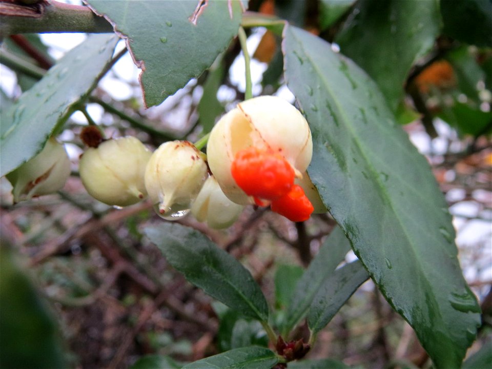 Japanischer Spindelstrauch (Euonymus japonicus) in Hockenheim