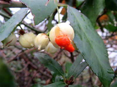 Japanischer Spindelstrauch (Euonymus japonicus) in Hockenheim