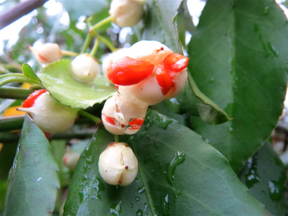 Japanischer Spindelstrauch (Euonymus japonicus) in Hockenheim