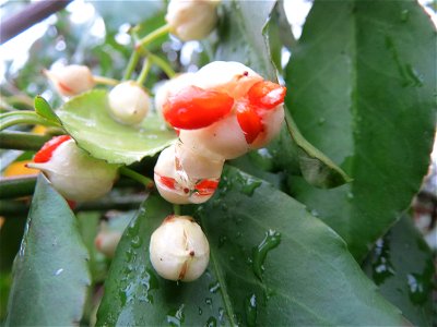 Japanischer Spindelstrauch (Euonymus japonicus) in Hockenheim