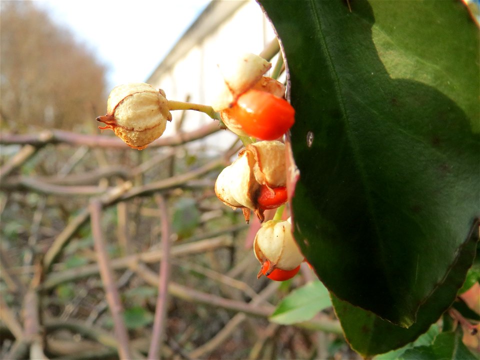 Japanischer Spindelstrauch (Euonymus japonicus) in Hockenheim
