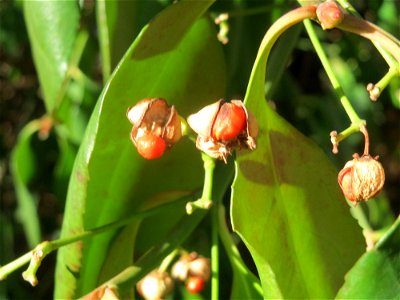 Japanischer Spindelstrauch (Euonymus japonicus) in Hockenheim