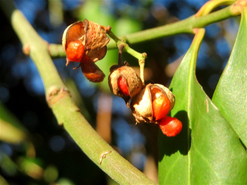 Japanischer Spindelstrauch (Euonymus japonicus) in Hockenheim