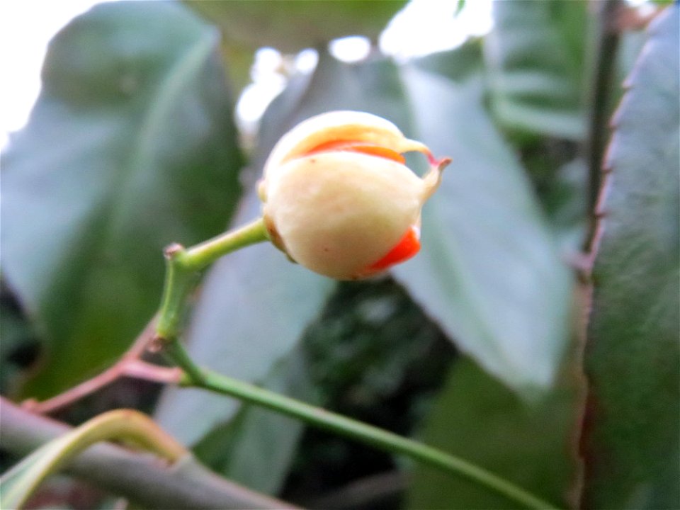 Japanischer Spindelstrauch (Euonymus japonicus) in Hockenheim, unbeachtet in einer Feuerdorn-Hecke