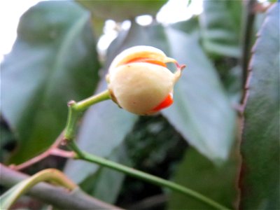 Japanischer Spindelstrauch (Euonymus japonicus) in Hockenheim, unbeachtet in einer Feuerdorn-Hecke