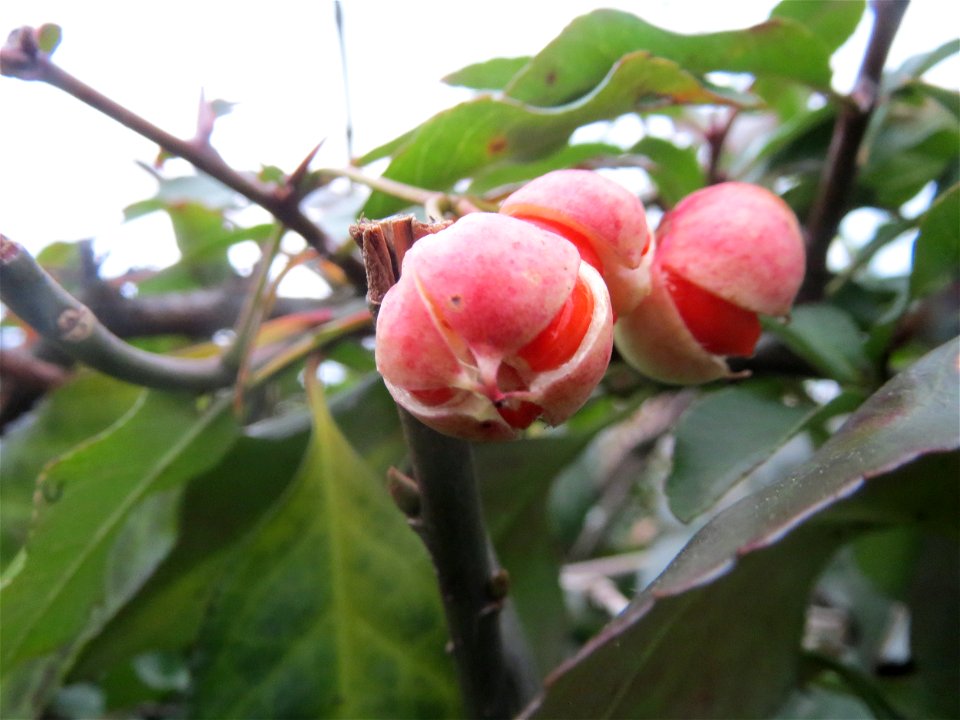 Japanischer Spindelstrauch (Euonymus japonicus) in Hockenheim, unbeachtet in einer Feuerdorn-Hecke