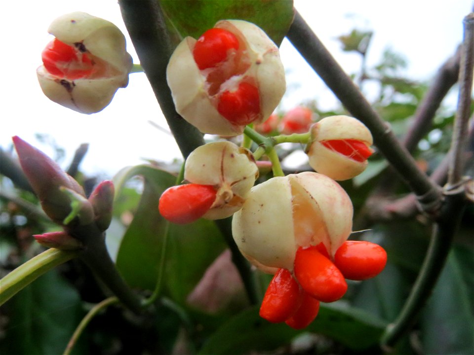 Japanischer Spindelstrauch (Euonymus japonicus) in Hockenheim, unbeachtet in einer Feuerdorn-Hecke