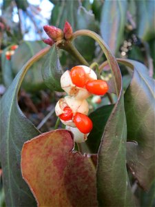 Japanischer Spindelstrauch (Euonymus japonicus) in Hockenheim