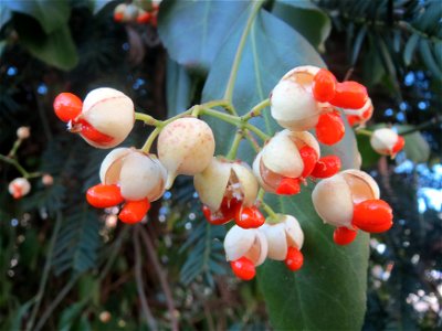Japanischer Spindelstrauch (Euonymus japonicus) in Hockenheim