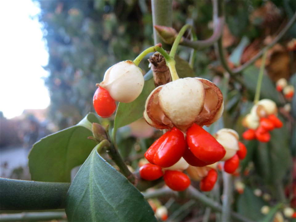 Japanischer Spindelstrauch (Euonymus japonicus) in Hockenheim