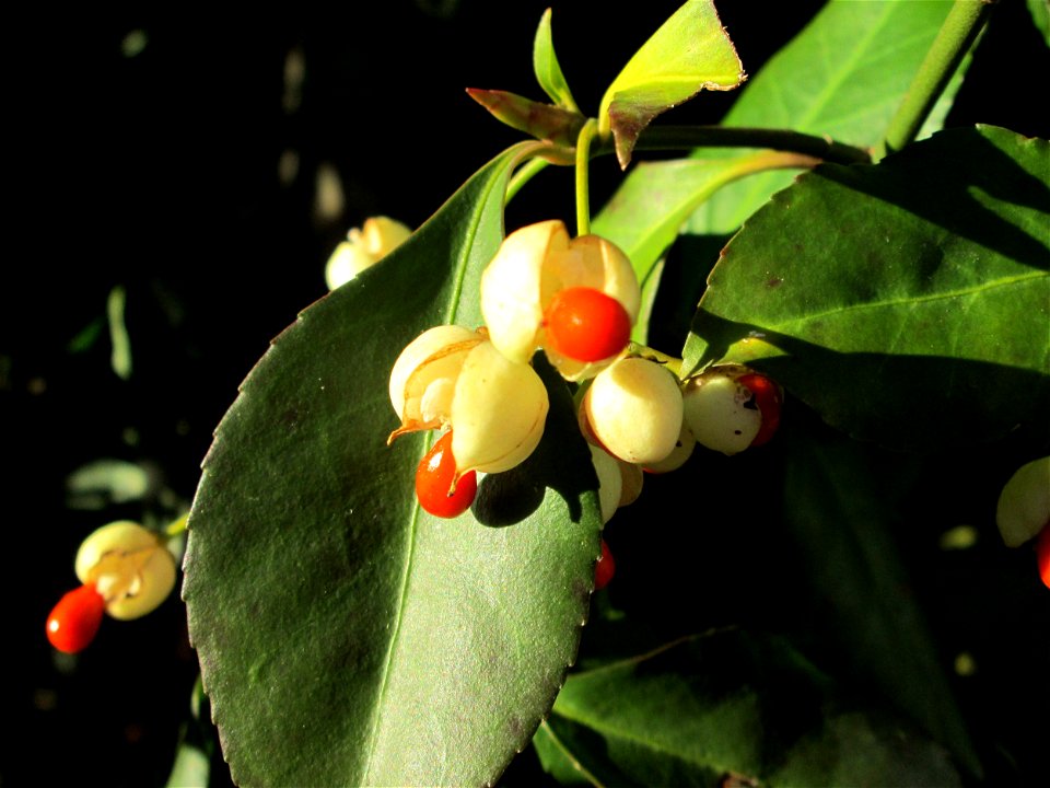 Japanischer Spindelstrauch (Euonymus japonicus) am Marktplatz in Hockenheim - häufiger Zierrstrauch an Hecken, eingeführt aus Ostasien