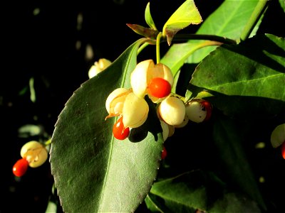 Japanischer Spindelstrauch (Euonymus japonicus) am Marktplatz in Hockenheim - häufiger Zierrstrauch an Hecken, eingeführt aus Ostasien