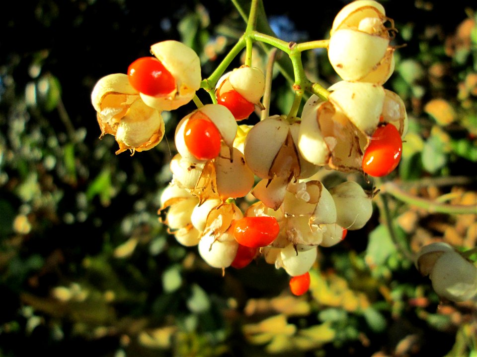 Japanischer Spindelstrauch (Euonymus japonicus) am Marktplatz in Hockenheim - häufiger Zierstrauch an Hecken, eingeführt aus Ostasien