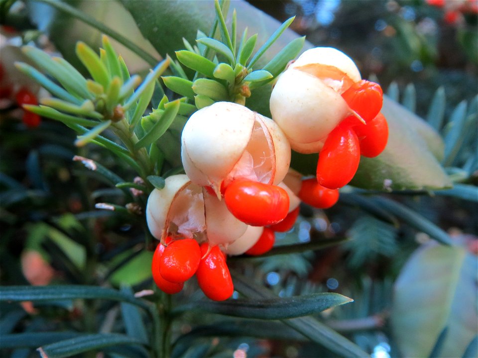 Japanischer Spindelstrauch (Euonymus japonicus) in Hockenheim