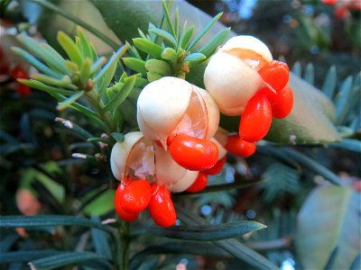 Japanischer Spindelstrauch (Euonymus japonicus) in Hockenheim