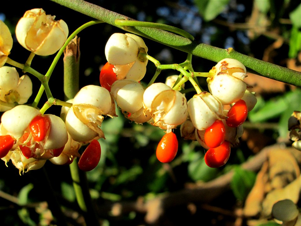 Japanischer Spindelstrauch (Euonymus japonicus) am Marktplatz in Hockenheim - häufiger Zierrstrauch an Hecken, eingeführt aus Ostasien
