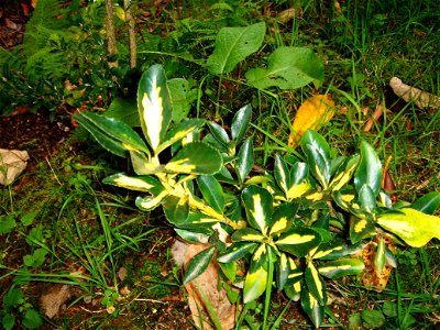 Euonymus japonicus cv. 'Auera'