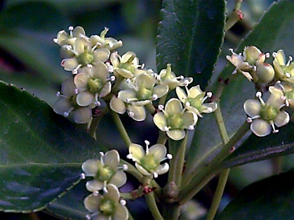 Euonymus japonicus flowers Close up Dehesa Boyal de Puertollano, Spain