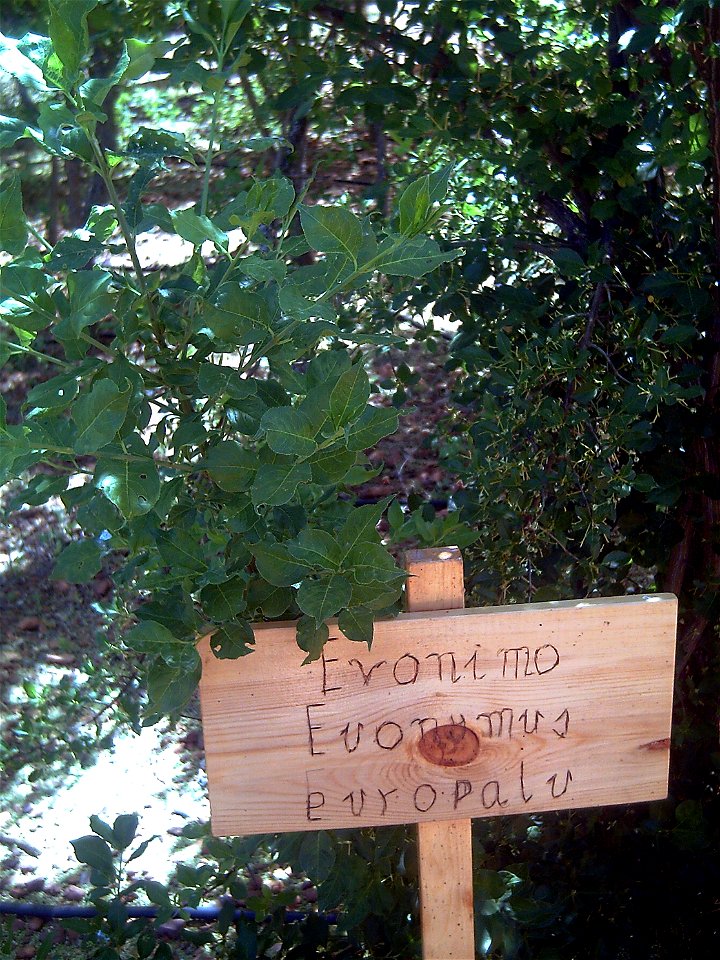Euonymus japonicus, Dehesa Boyal de Puertollano, Spain