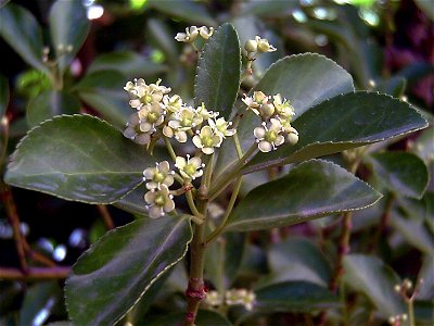 Euonymus japonicus flowers Close up Dehesa Boyal de Puertollano, Spain